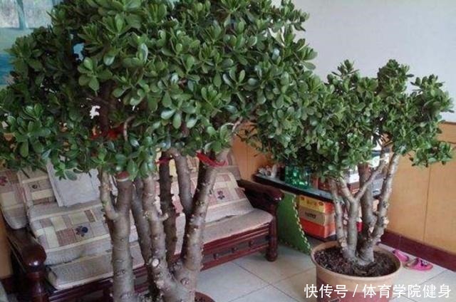 3种“便宜花”这样养一养，一年变“老桩”，开花千朵还“镇宅”！