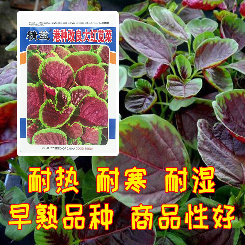 长寿菜|好吃又补血的长寿菜，改良后的品种，更容易种了，赶紧试试