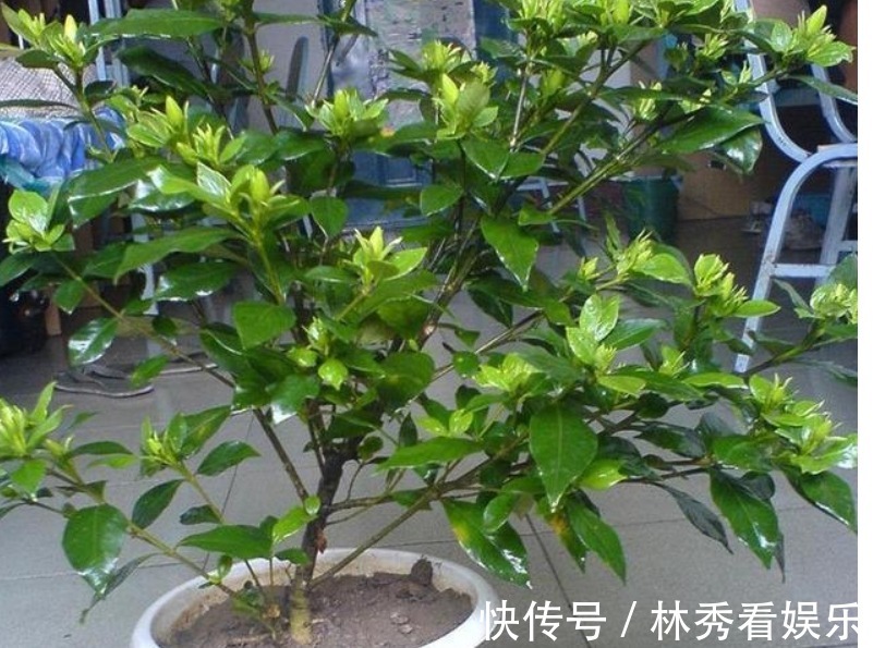 爆盆|栀子花、茶花不会养教你一招，轻松养“爆盆”，看完秒懂