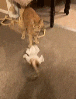 |搞笑GIF：如果我说我是一只鸟，应该没有人会反对我吧