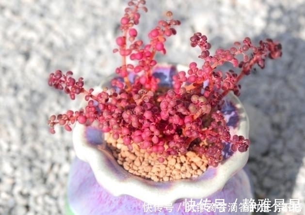 新手多肉党的福音:露镜,买回家这么养,叶子如水晶般剔透