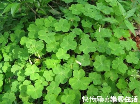 水晶萝卜|它叫三叶酸，很多人只摘叶吃，却不知地下藏“水晶萝卜”，吃过吗