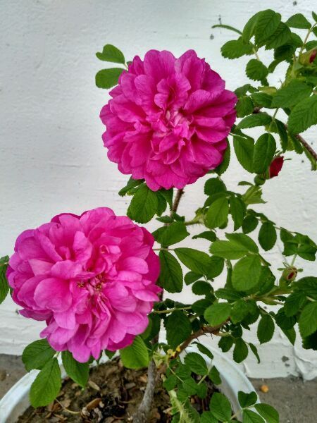 可以食用的玫瑰花,香气四溢,观赏价值高,还可盆栽,你值得拥有