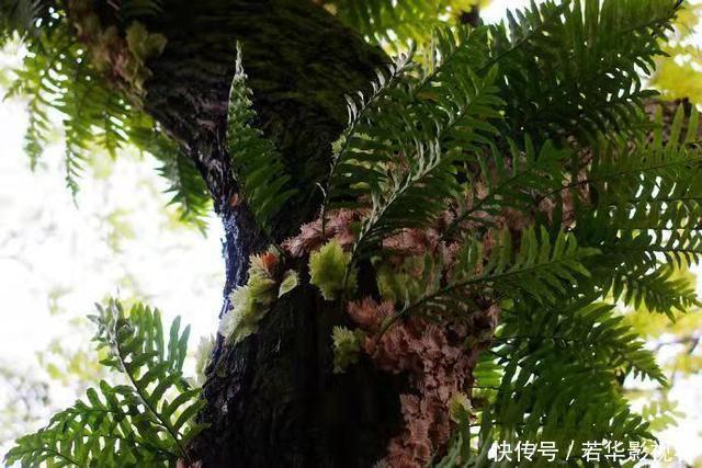 蛀牙|这种野草很珍贵，喜欢附大树上生长，现在很少见人称“槲蕨”