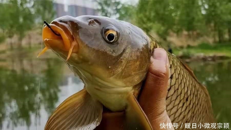 草鱼|三十年了,这天然饵着实令人佩服,草鱼鲤鱼一见就咬钩,特别过瘾