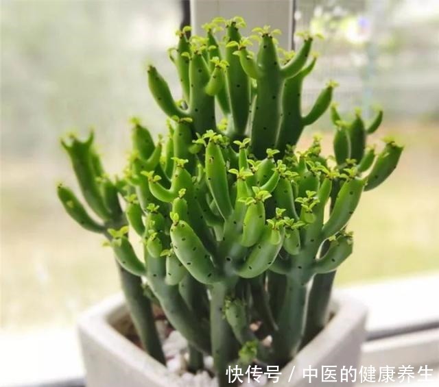 别养绿萝了,这20种耐阴植物,养在家里更合适!