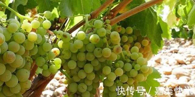 肝细胞|肝硬化的“克星”找到了,经常吃一点,修复肝细胞,肝癌不来找!