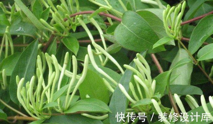 金银花泡水|夏季金银花泡水好处多，但3类人不要喝，避免对身体造成不利影响