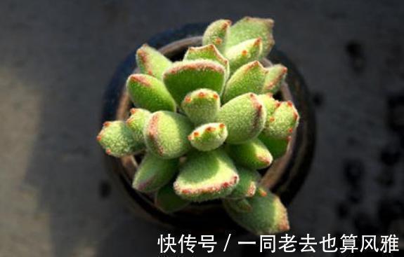 多肉|盆栽多肉如何长秋膘、出状态满足4个要求,不负秋日大好时光