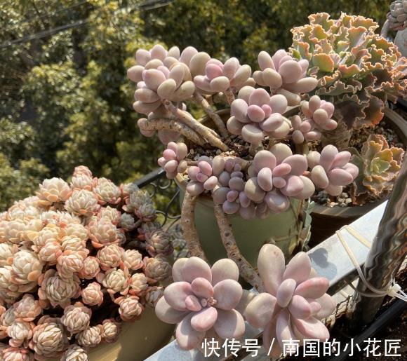 阳台|一整个阳台的多肉,应该何去何从?买多了,自己照料不过来了