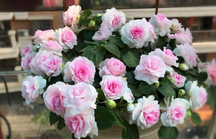 4种花养家里，福旺运旺财更旺，美不胜收，你养了吗