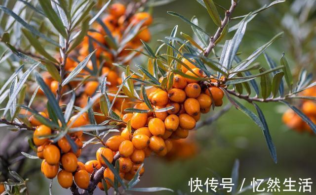 降血脂|血脂高都是肥肉造成的？医生：不是！这3物才是血脂的“加速器”