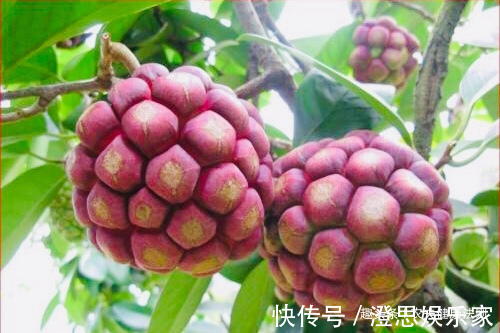 果果|女性不想子宫早衰，多食此“救命果果”，保护子宫，排出子宫污血