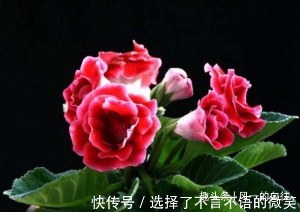 此花花繁叶茂，艳丽多姿的花朵十分夺目动人，寓意为华美与欲望