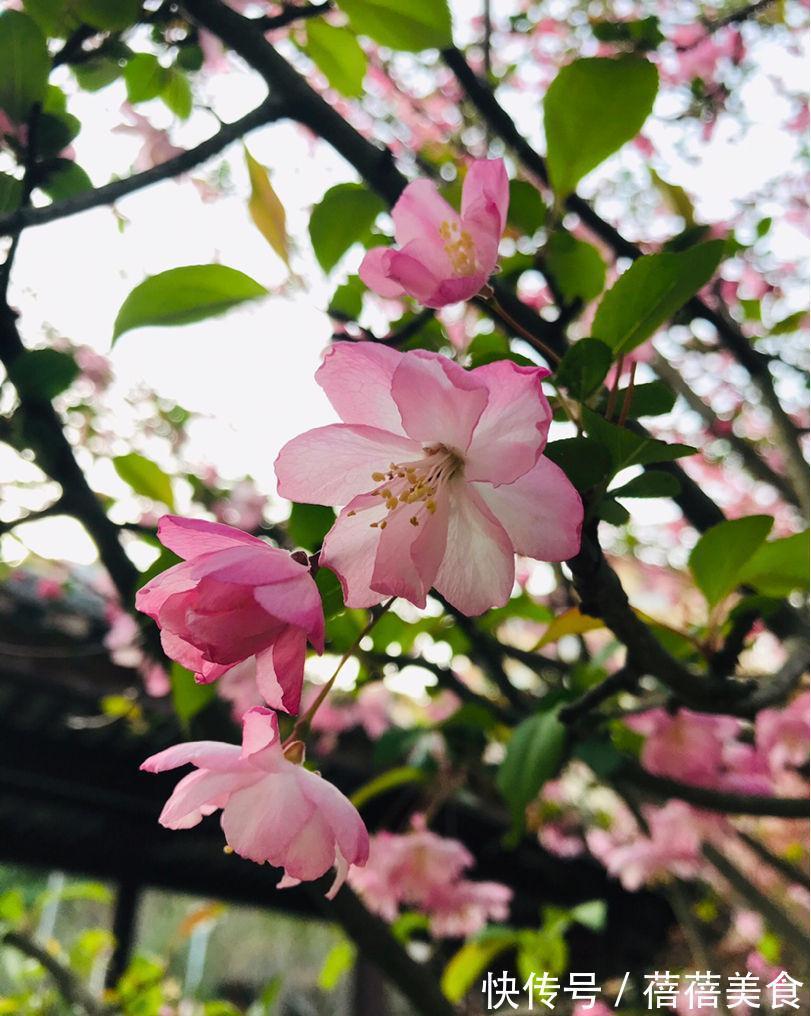 海棠花树|3种“老花树”，能活一百年，冬天不怕冷，开满“吉祥花”