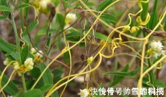 菟丝子|菟丝子作为一种中药材，功效作用竟然有十多种不止！在乡下到处有