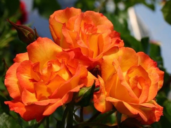 “玫瑰珍品”仲夏,热情如火,花色艳丽,可以说是养花必备
