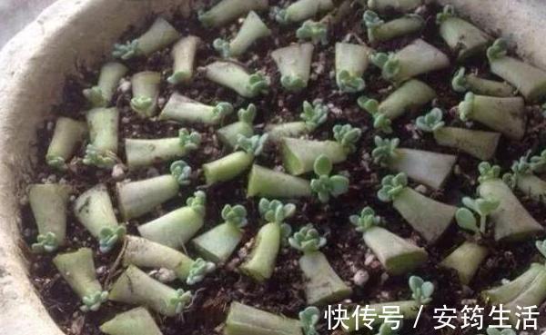 刚种多肉选什么品种此3款好养、容易爆盆，用叶片就能繁殖