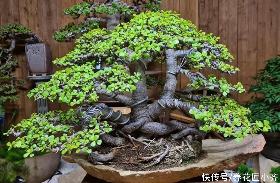 枝条|入秋后养金枝玉叶,做好“3件事”,叶片肥厚油绿,长得枝繁叶茂