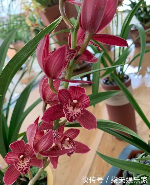 兰花开完花,花梗直接剪掉错!正确操作,兰花才能快速萌芽!