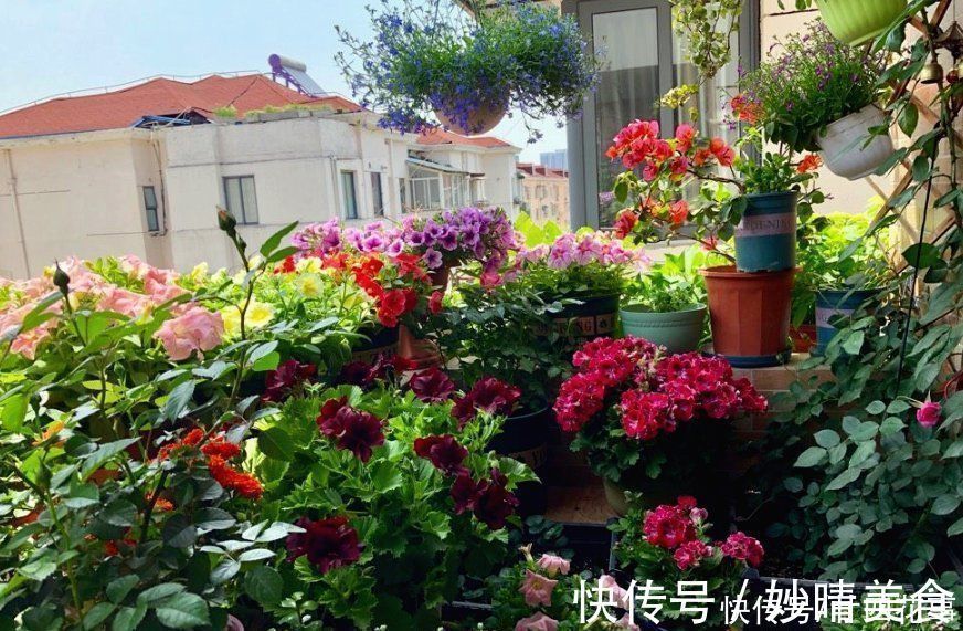 家养3种花,让它们“交接班”,一年开花365天,阳台变花海
