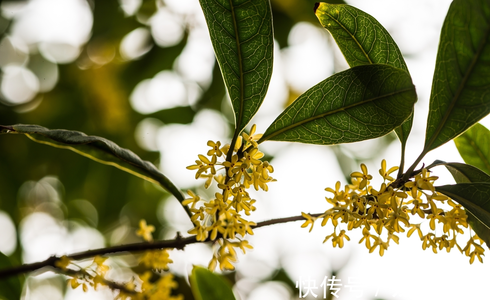 诗词@七言绝句《中秋月》,并按照排名分享史上经典的10首中秋诗词