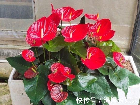 红掌|养红掌,3点“小技巧”,拒绝黄叶烂叶,花儿红彤彤,四季花不断