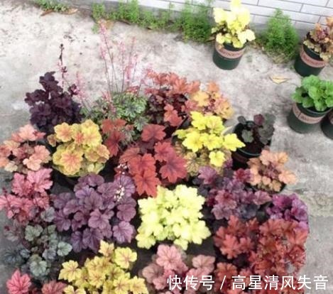 冬天养花是个大挑战,选择这一种耐寒花,会更好养护一些!