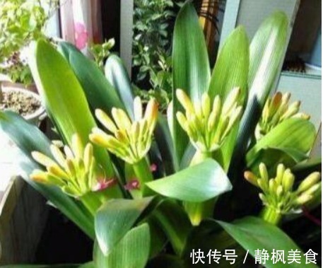 “它”是丰富的“氮磷钾肥”,盆里埋一点,盆土疏松易爆盆