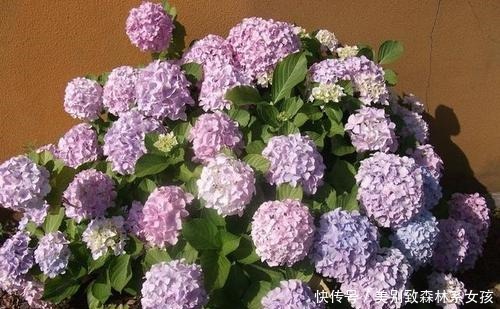 蚊虫|家家都有的1种东西,用来养花,比花肥还厉害,还能驱虫!