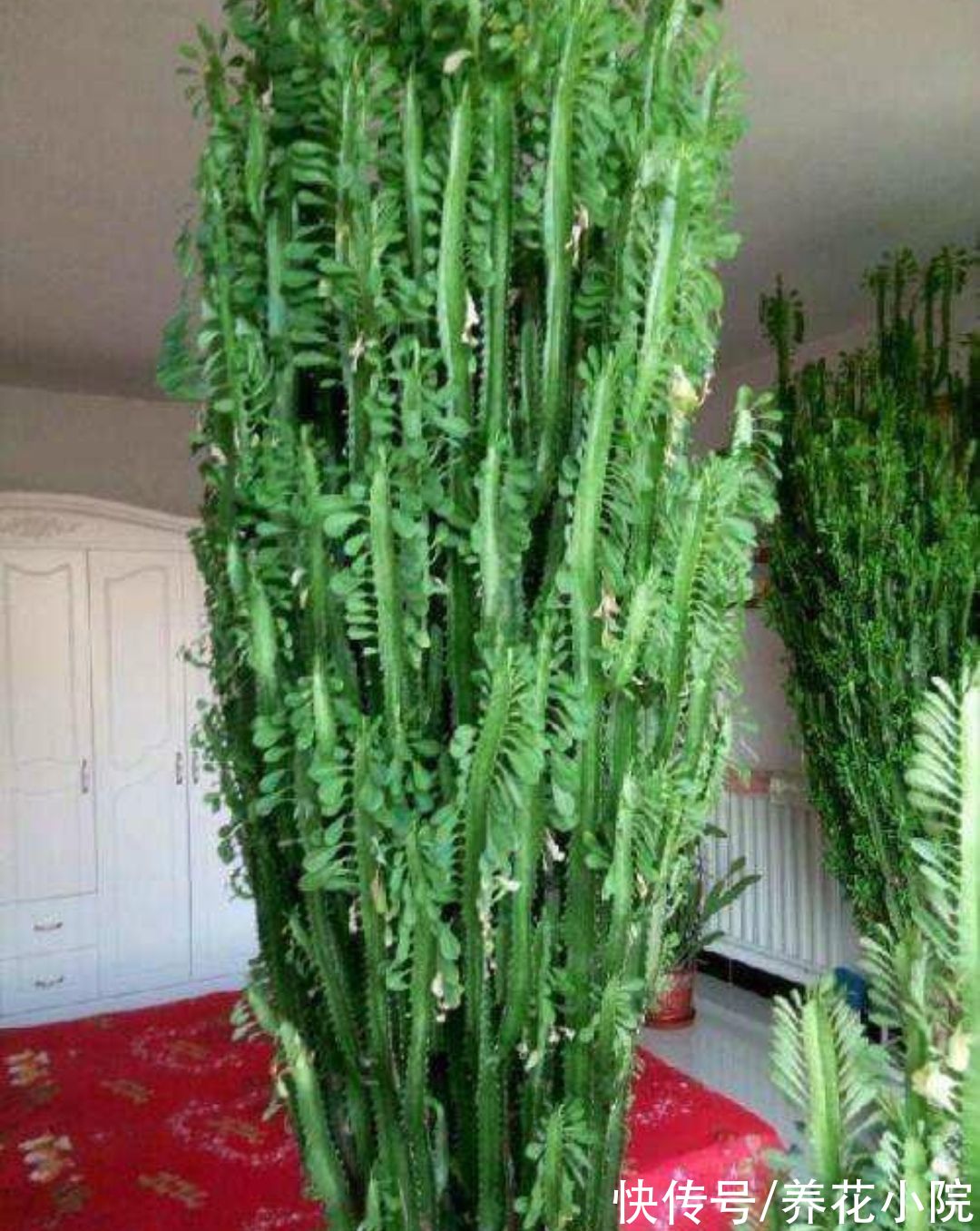 三种“镇宅花”,家里养一棵,威武霸气,漂亮又美观