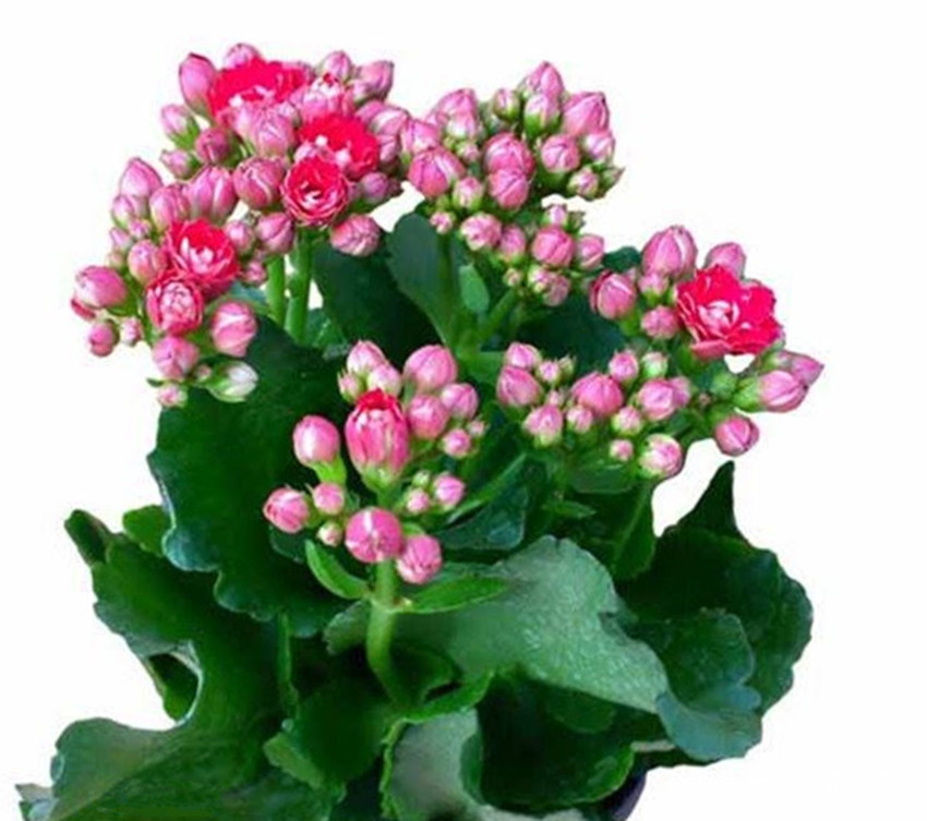 三角梅、长寿花开完花后简单一处理，花开满枝头，要不难开花