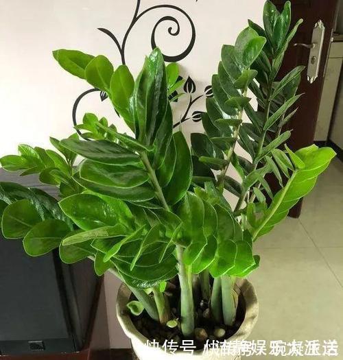 家里摆上10种花，越来越兴旺、发达，个个都是“吉祥”花