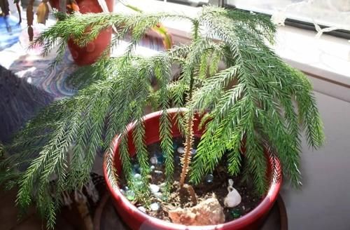 养花不注意“4件事”，付出再多时间和心力都得白费