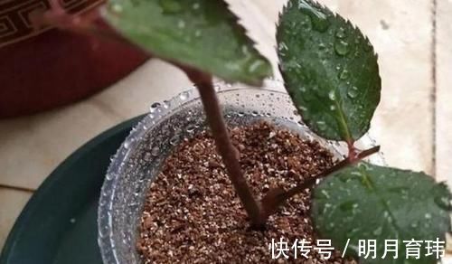 土壤|新手养花盆栽土里就掺杂它,土壤不结块,花草不闷根、烂根