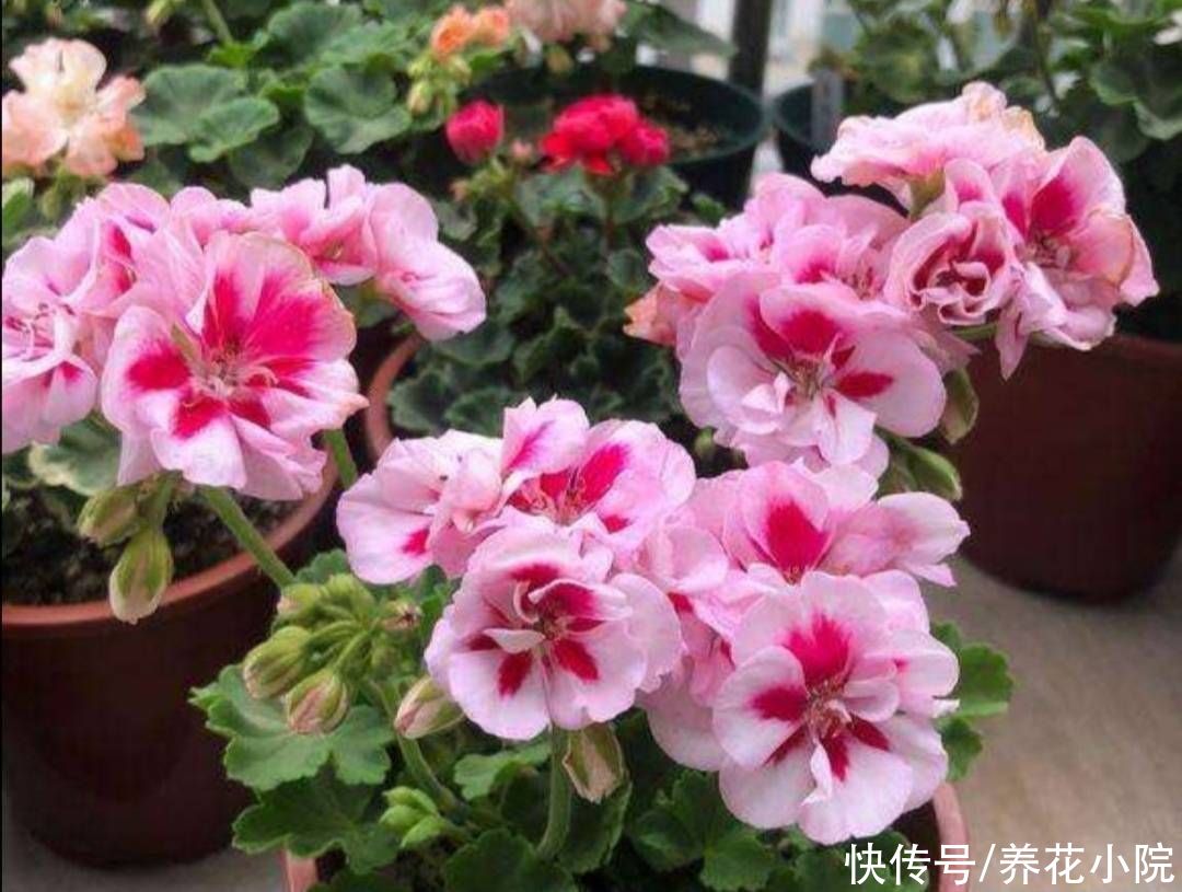 天竺葵|5种花，好养花期又长，能从春天开到深秋