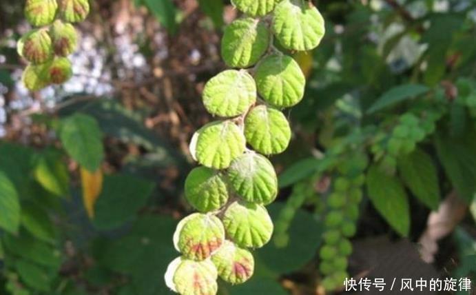 这便是“龙骨草”,如今却少人认识,若您家乡也有,请尽量移植