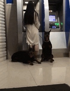 |搞笑GIF段子:关键时刻要懂得随机应变,尤其是面对强者的时候