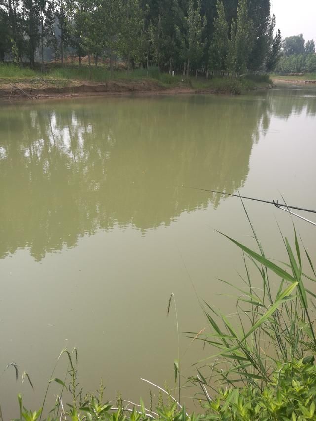 钓法|白花花米饭是个好东西,谈夏季米饭粒的妙用
