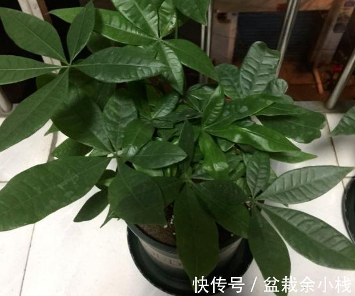 适合客厅盆栽的大型绿植有什么?这3款首当其选,显高级又好活