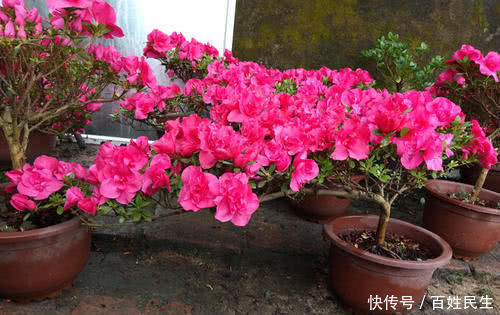 养花推荐3种木质花卉,开花漂亮,姿态高雅,长成老桩,可当“传家宝”