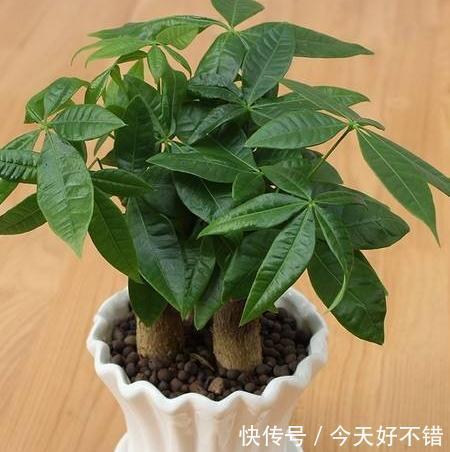植物生长慢，将3种小东西兑水浇，茎秆粗壮，枝叶疯长不停