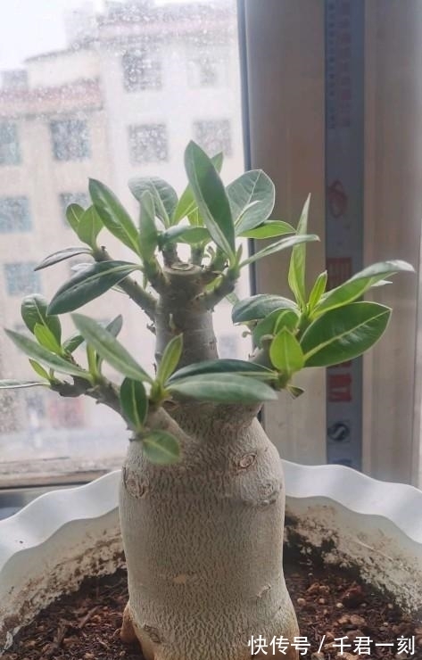 这6种小药片都能养花,消毒杀菌促生根样样行,过期了也能用