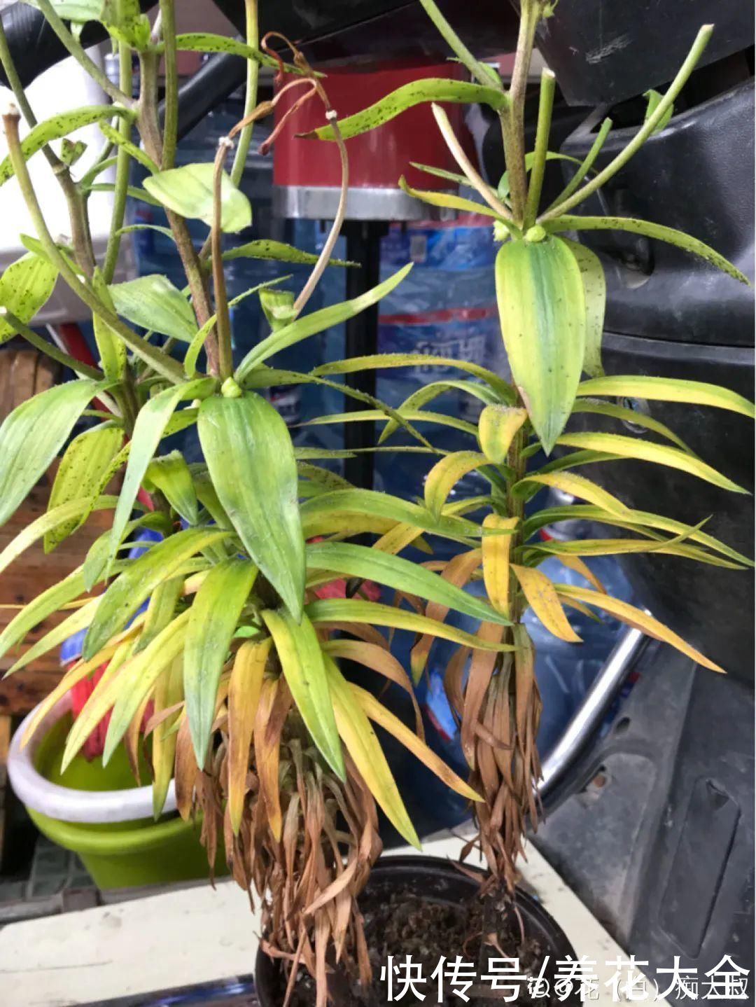 过完年,垃圾桶周围多了不少花,又要开始捡破烂儿了