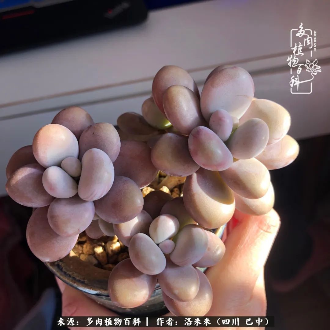 时间是多肉最好的滤镜！附个人养护经验！