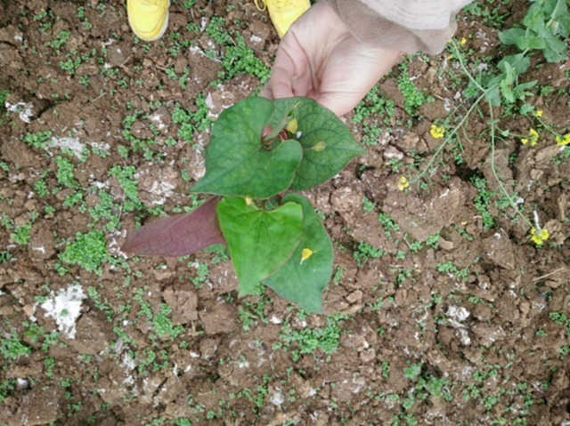 肾阳虚衰|农村人不吃的野菜。喂猪都不吃，城市人抢着买，医药价值非常的高