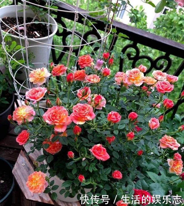 春天不用买盆栽,3种花,摘一个枝扦插,长成一大丛,漂亮好繁殖!