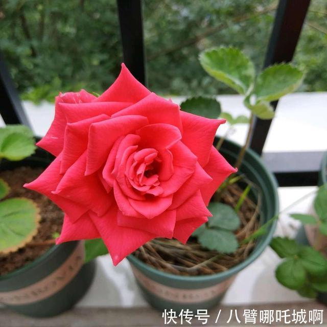 阳台|阳台养花,别错过这6种花,春夏秋冬有花赏