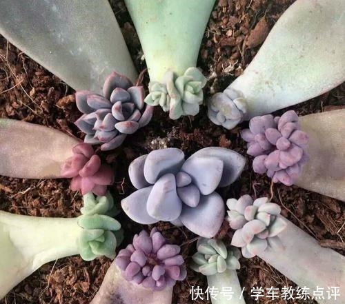 扦插|多肉植物叶片扦插不生根教你1招,生根快,小苗“噌噌”变中苗!