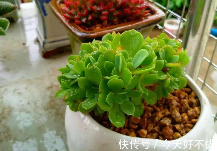天冷了,多肉的6个求救信号,再不明白活不过冬天